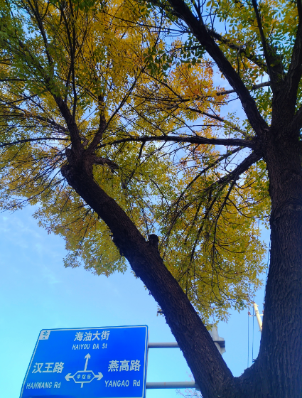 李月手機(jī)拍圖——2025年秋天的回憶