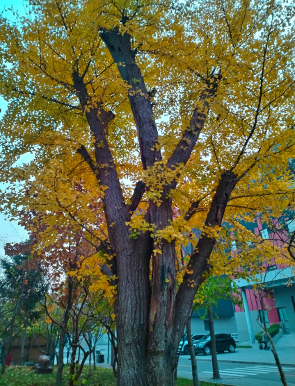 李月手機(jī)拍圖——2025年秋天的回憶