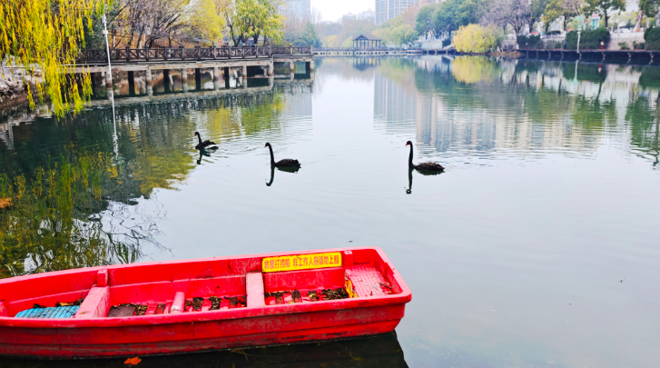 天鵝湖公園有了真天鵝，“黑羽來客”引關(guān)注