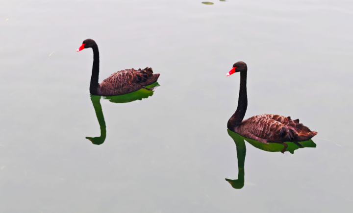 天鵝湖公園有了真天鵝，“黑羽來客”引關(guān)注