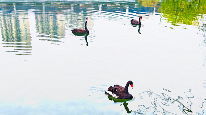 天鵝湖公園有了真天鵝，“黑羽來客”引關(guān)注