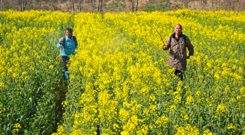 春日農(nóng)忙：油菜田里的增產(chǎn)希望