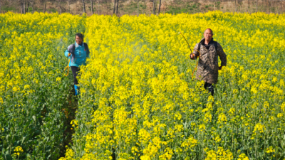 春日農(nóng)忙：油菜田里的增產(chǎn)希望