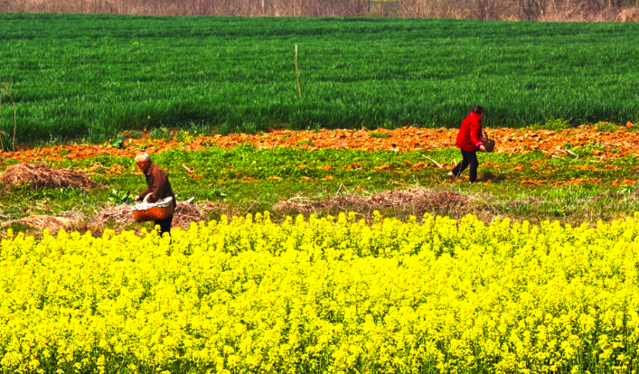 不負(fù)春光忙農(nóng)事    荊楚田野春耕圖