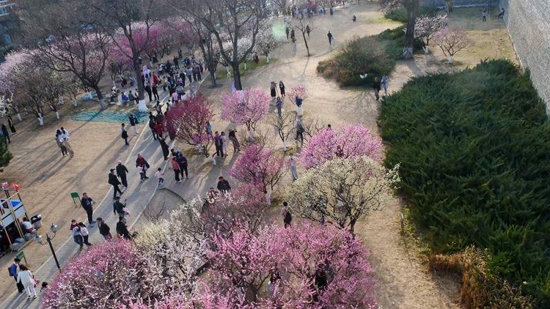 樂定坊AI俱樂部明城墻遺址公園賞花采風(fēng)雅聚活動