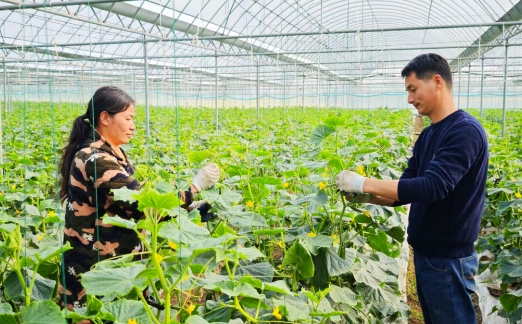 沙洋夫妻深耕大棚農(nóng)業(yè) 水果黃瓜鋪就致富新路  