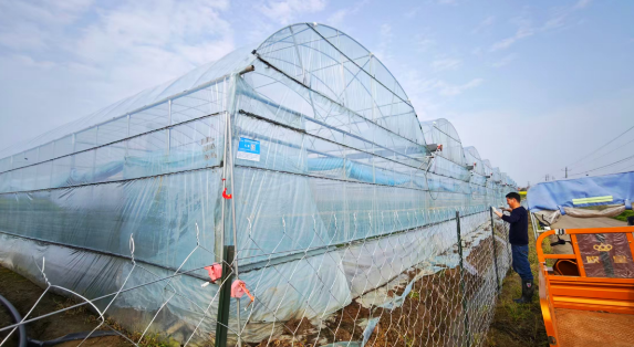 沙洋夫妻深耕大棚農(nóng)業(yè) 水果黃瓜鋪就致富新路  