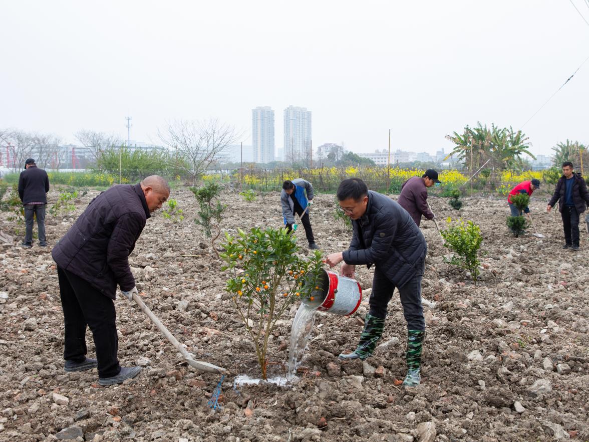 植綠護(hù)綠正當(dāng)時(shí) 扮靚美麗家園 ——浙江省樂清市北白象鎮(zhèn)垟田村開展植樹活動(dòng)提升人居環(huán)境