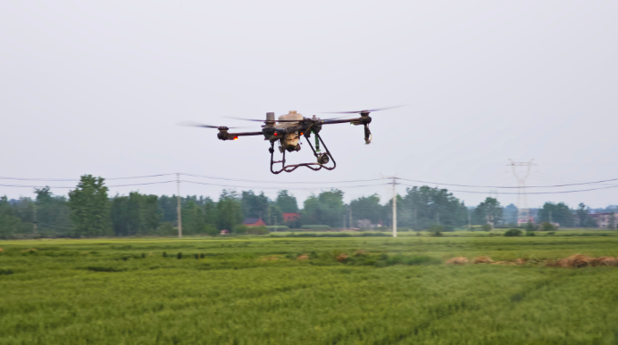 暮春麥田飛“鐵翼” 科技追肥促豐收