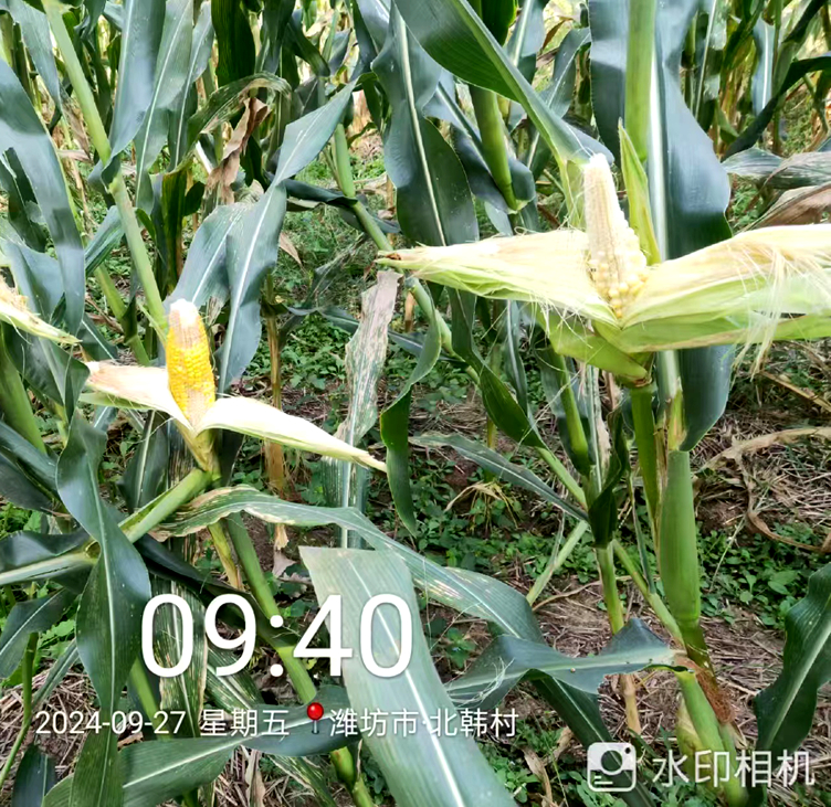 山東安丘:施用撒可富肥料，造成110畝玉米幾近絕產 農戶質疑質