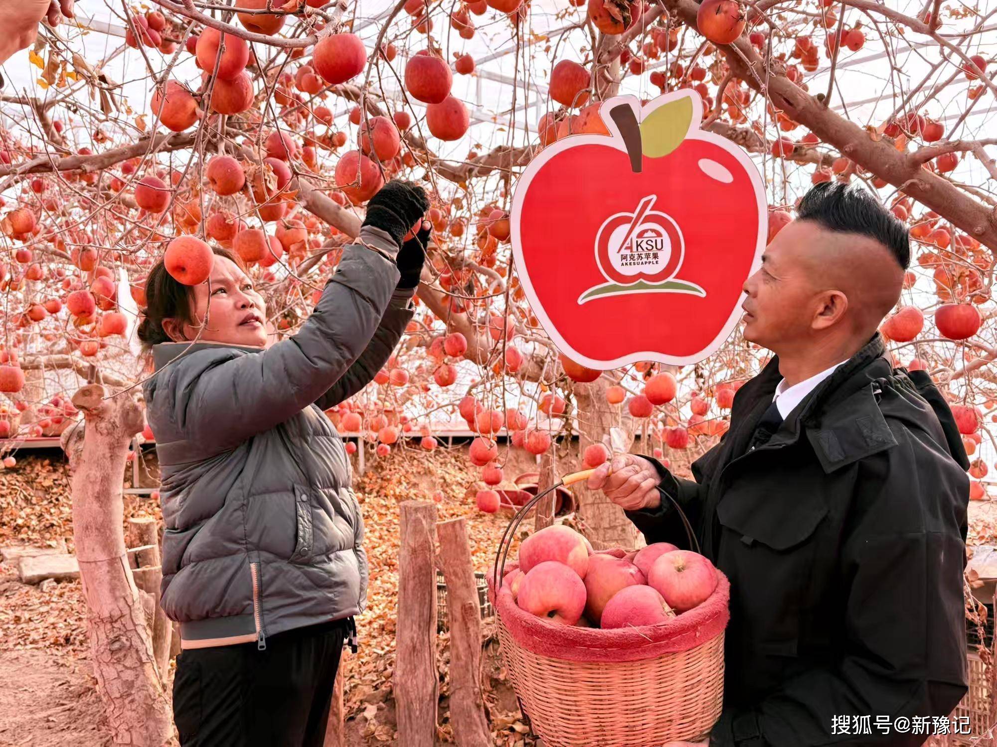 阿克蘇紅旗坡秘境蘋果園： 蘋果豐收啦！ 西域佳果枝頭迎霜