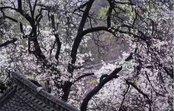 花美、云美、山美、冰美：新鄉轎頂山