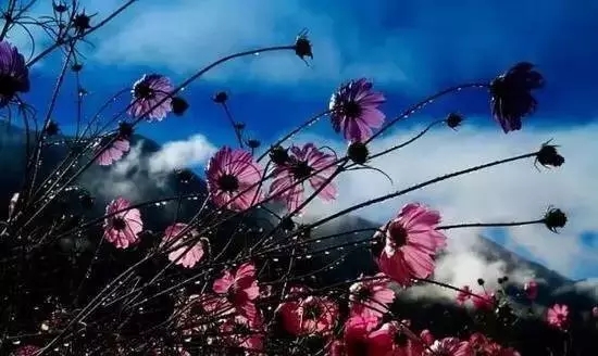 花美、云美、山美、冰美：新鄉轎頂山