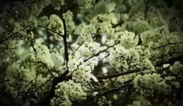 花美、云美、山美、冰美：新鄉轎頂山
