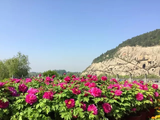 龍門牡丹花正開！