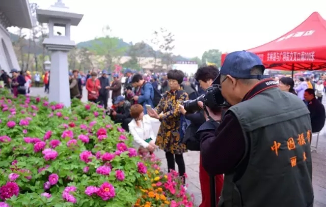 龍門牡丹花正開！