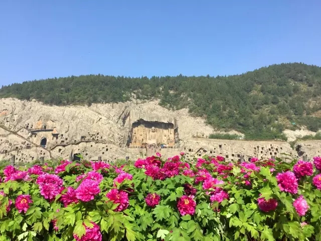 龍門牡丹花正開！