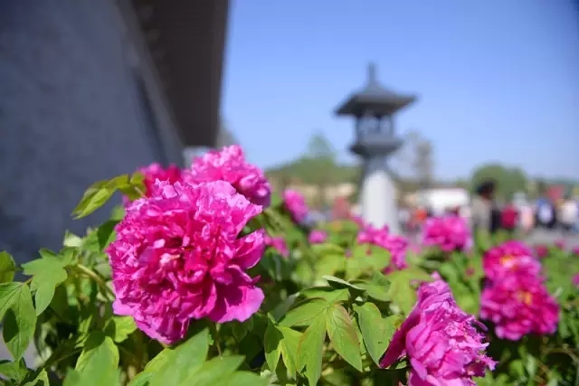 龍門牡丹花正開！