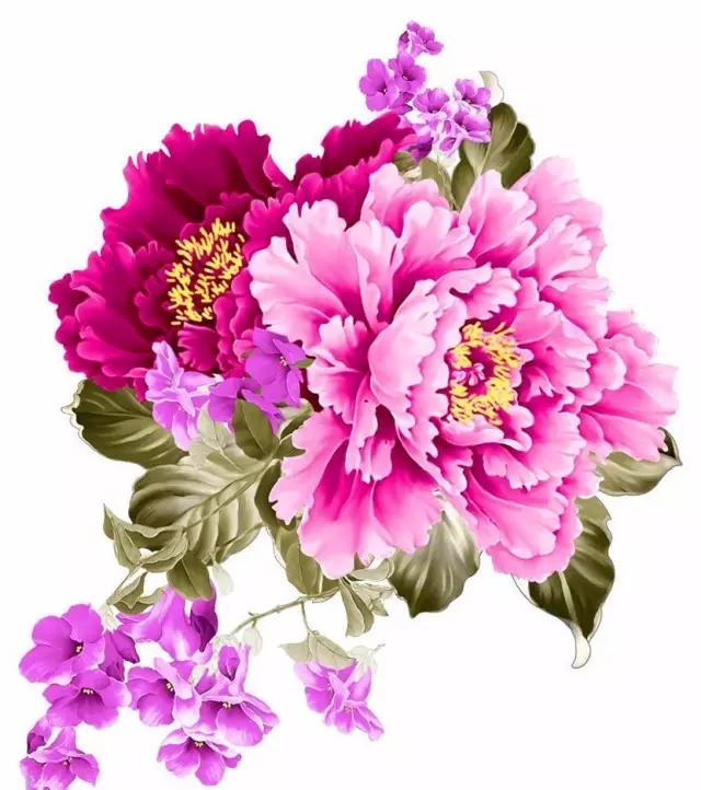 龍門牡丹花正開！
