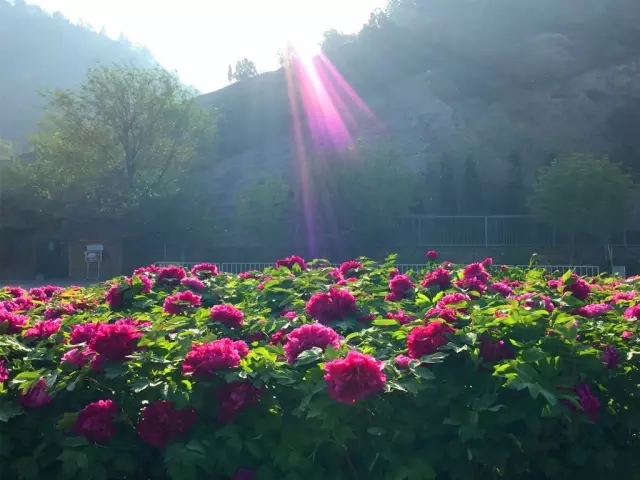 龍門牡丹花正開！
