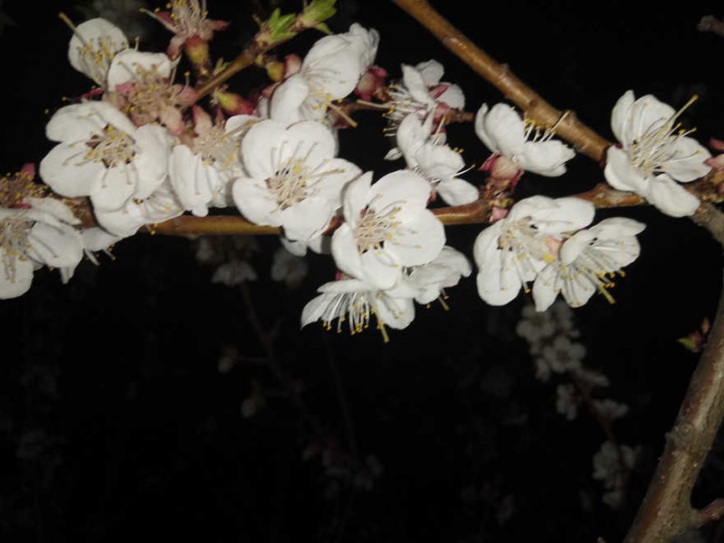 處處花開，美就在身邊