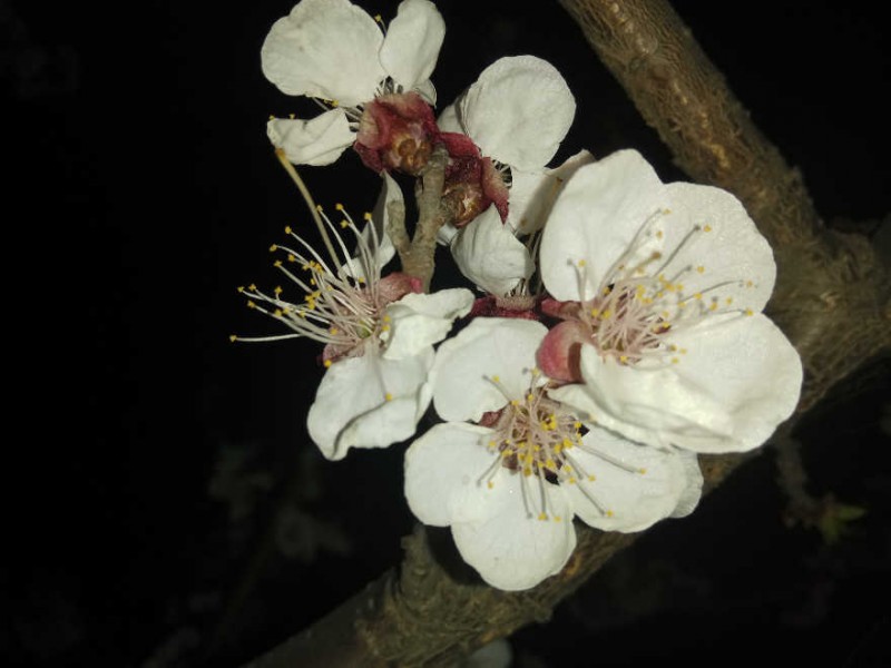 處處花開，美就在身邊
