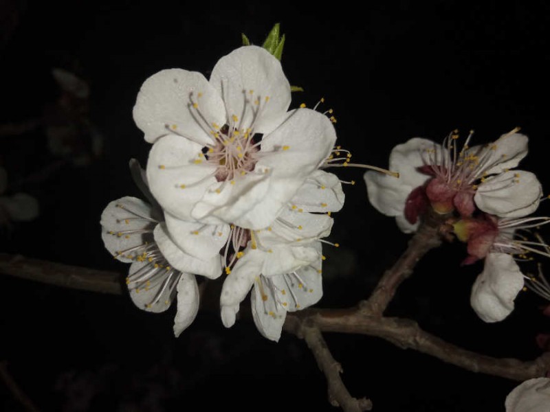 處處花開，美就在身邊