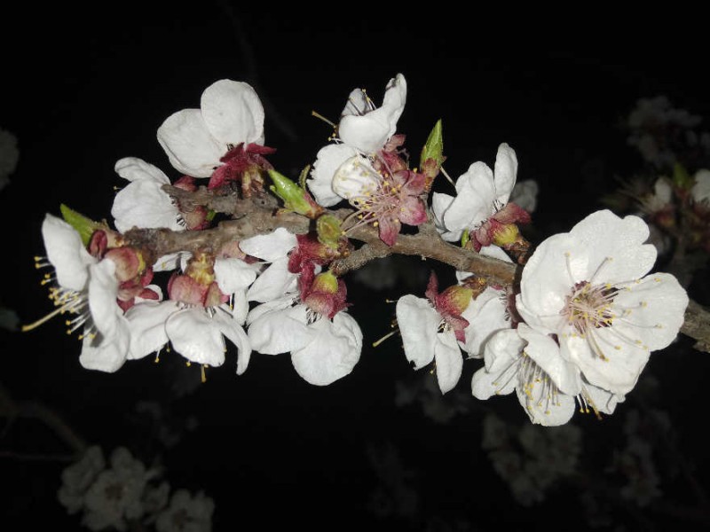 處處花開，美就在身邊