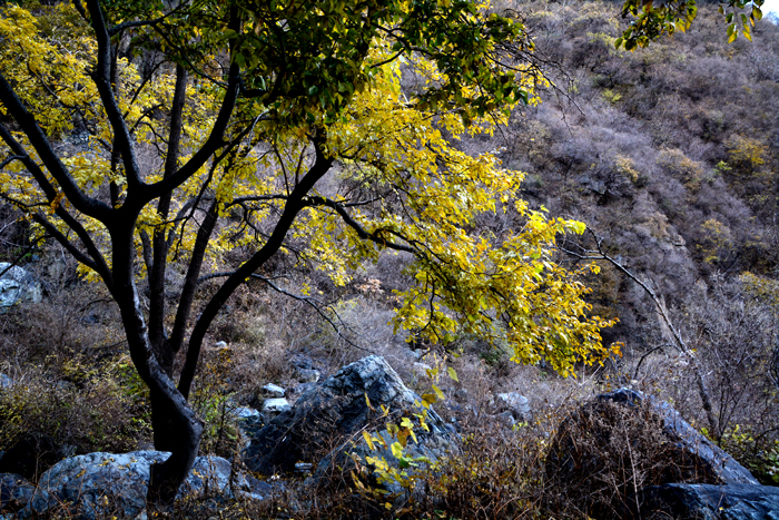 金祖山奇石奇樹奇泉奇景
