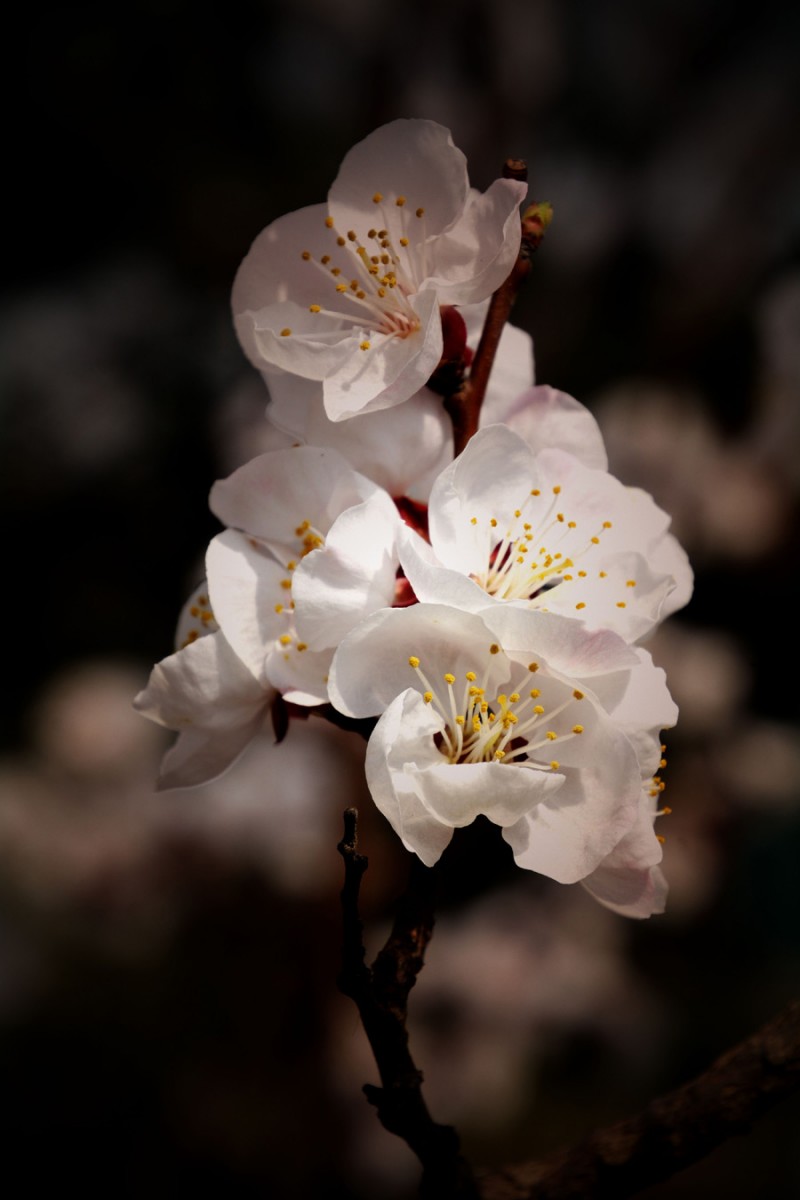 花兒開了——詩畫攝影