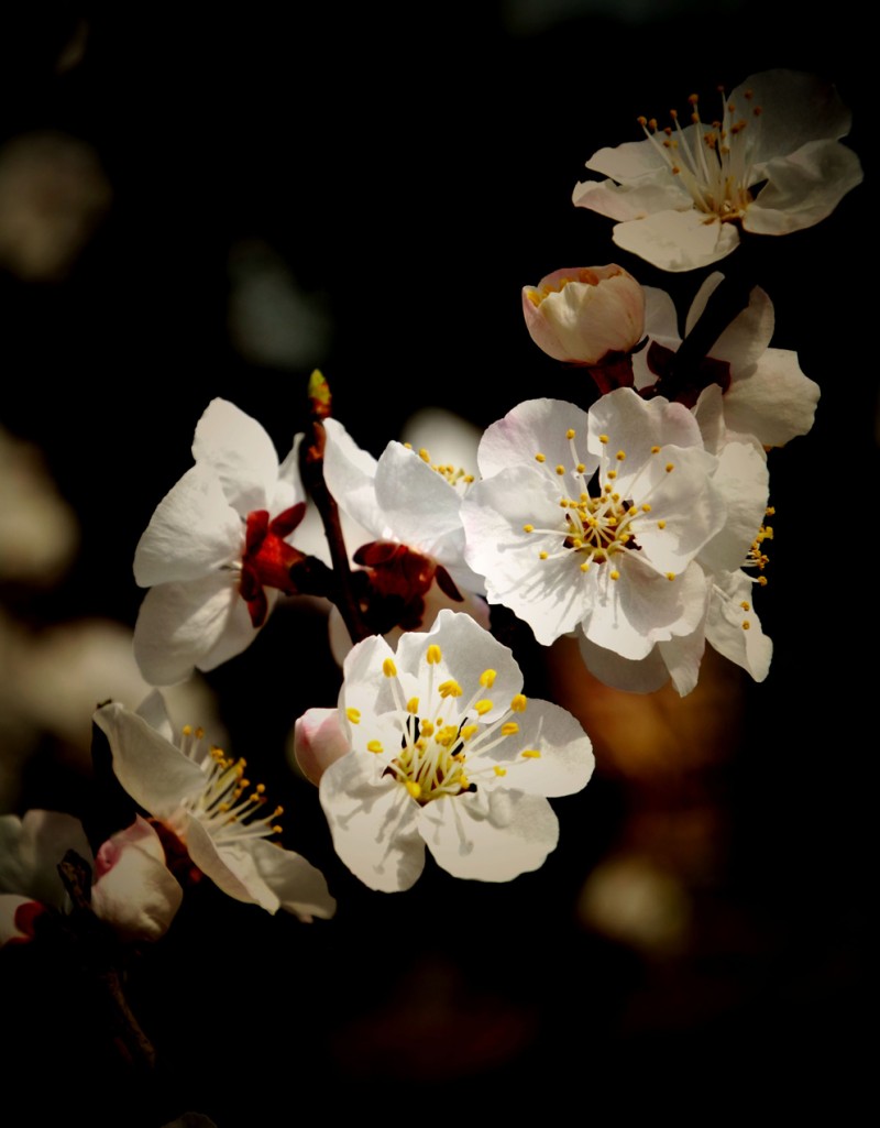 花兒開了——詩畫攝影