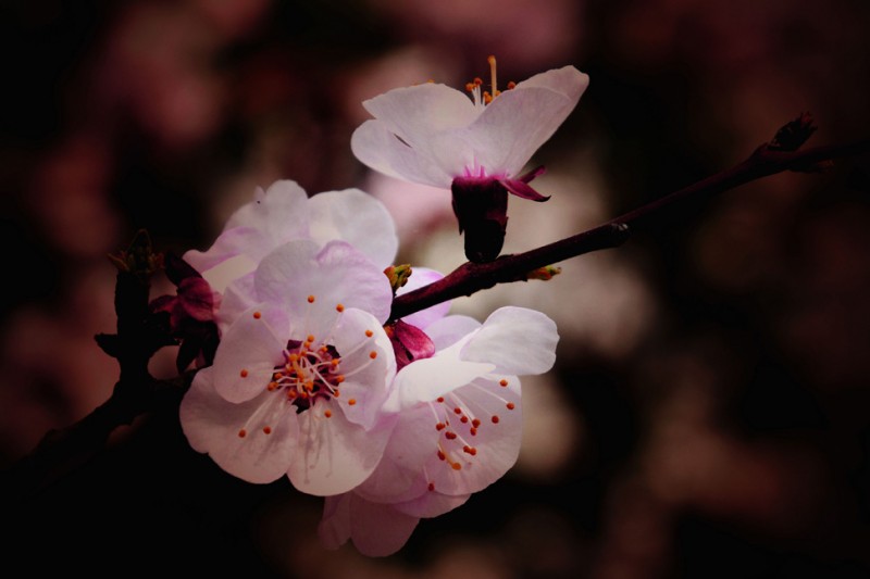 花兒開了——詩畫攝影
