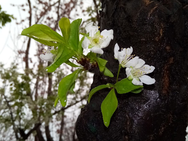 清明時(shí)分雨雪加，海棠公園看繁花