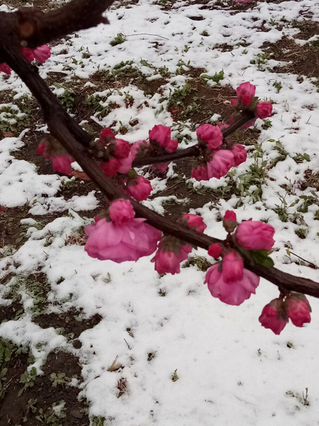 清明時(shí)分雨雪加，海棠公園看繁花