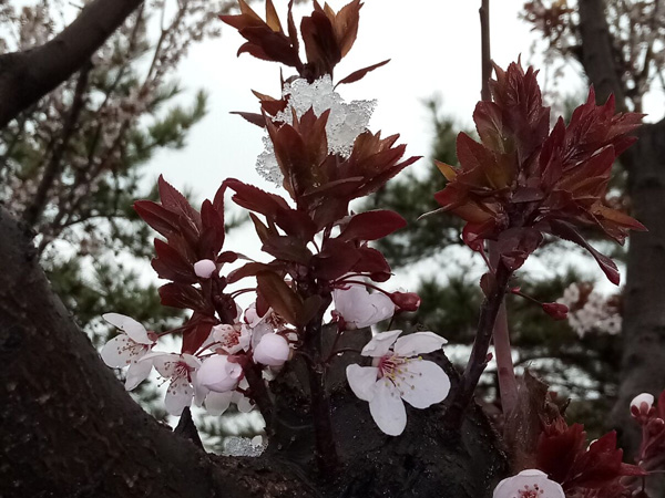 清明時(shí)分雨雪加，海棠公園看繁花