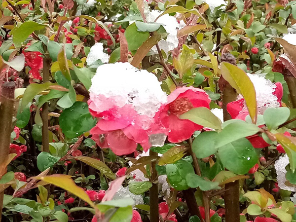 清明時(shí)分雨雪加，海棠公園看繁花