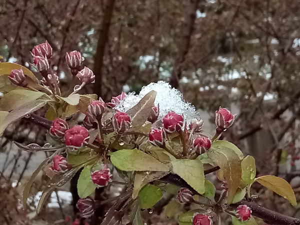 清明時(shí)分雨雪加，海棠公園看繁花