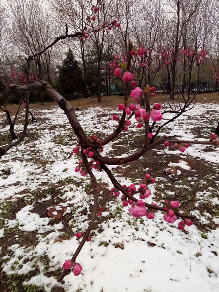 清明時(shí)分雨雪加，海棠公園看繁花