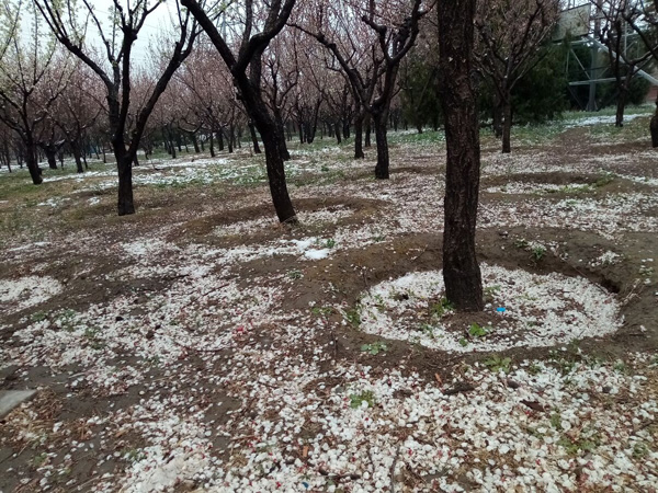 清明時(shí)分雨雪加，海棠公園看繁花