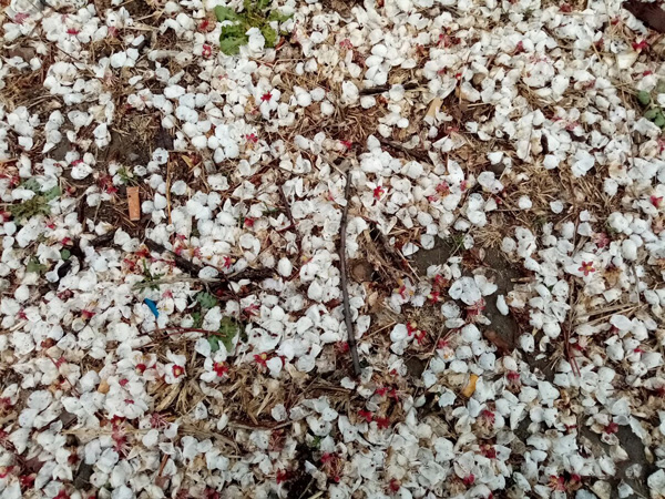 清明時(shí)分雨雪加，海棠公園看繁花