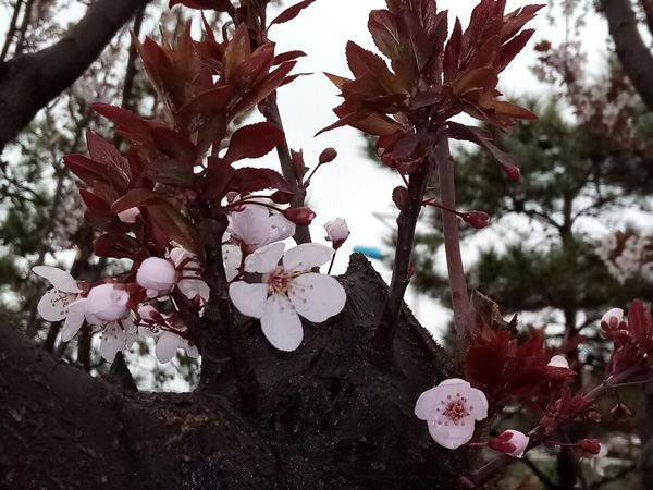 清明時(shí)分雨雪加，海棠公園看繁花