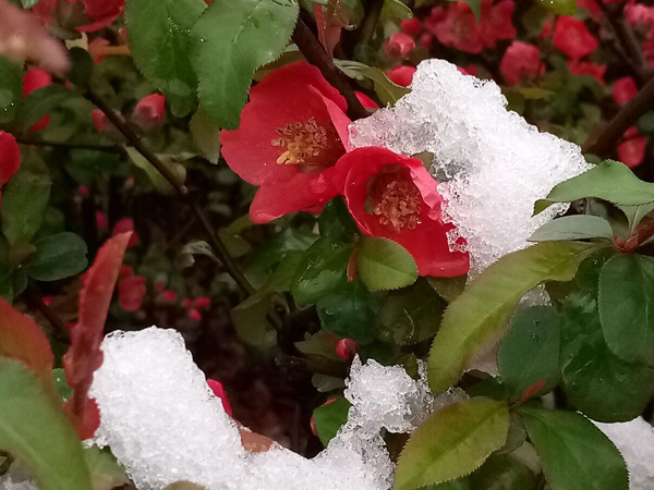 清明時(shí)分雨雪加，海棠公園看繁花
