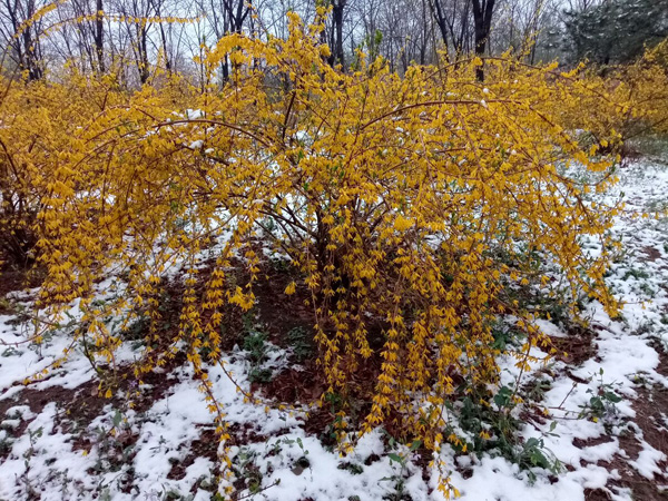 清明時(shí)分雨雪加，海棠公園看繁花