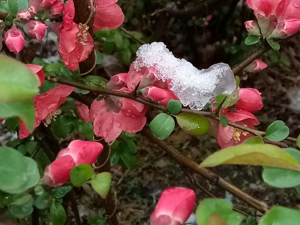 清明時(shí)分雨雪加，海棠公園看繁花