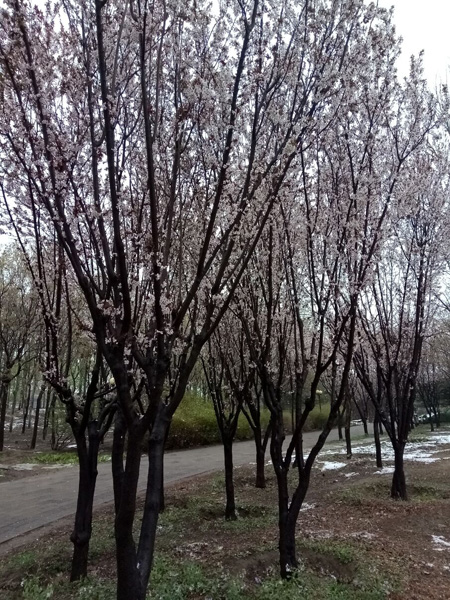 清明時(shí)分雨雪加，海棠公園看繁花