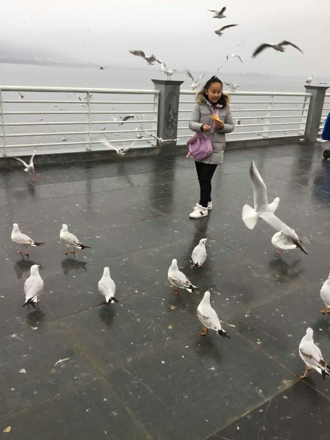 昆明之旅：初識紅嘴鷗