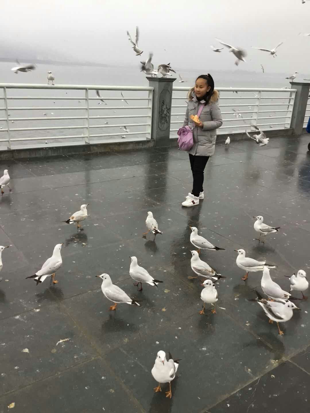 昆明之旅：初識紅嘴鷗