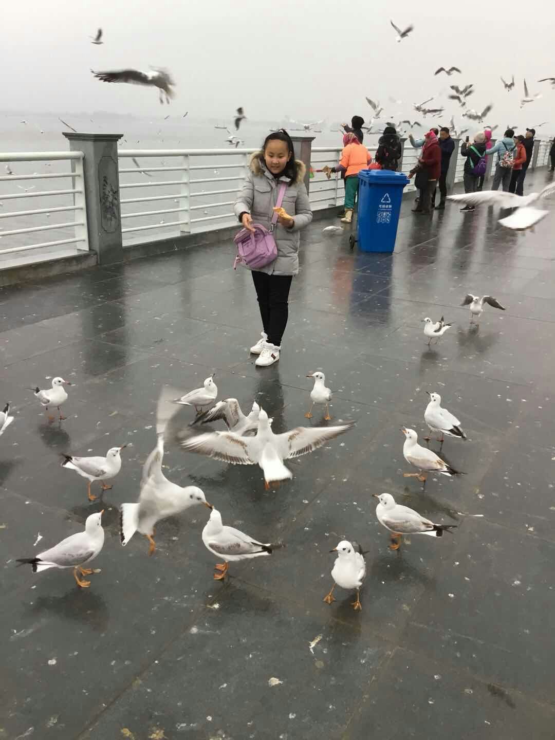昆明之旅：初識紅嘴鷗