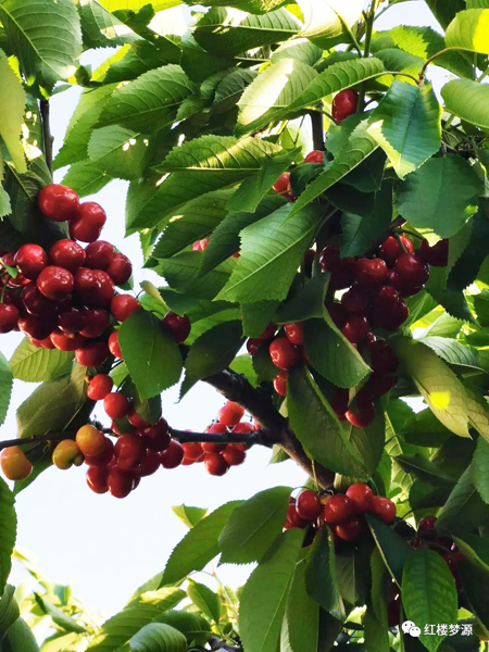 2019紅樓夢源吟詩節開幕式暨紀念曹雪芹誕辰305年櫻桃宴在海淀溫泉白家疃黛玉櫻桃園舉辦