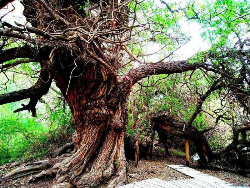 笑琰攝影:天山神木園(新疆阿克蘇地區溫宿)